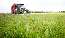 Tall fescue PLUS grasses for improved forage quality and yield